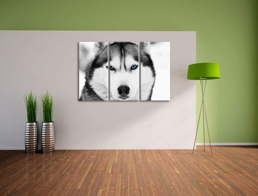 Pixxprint Husky mit blauen Augen als Leinwandbild | Grösse: 3 Teilig (120x80) | Wandbild| Kunstdruck