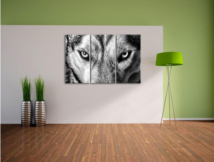 Pixxprint Husky eisblaue Augen als Leinwandbild/Grösse: 3 Teilig (120x80) cm/Wandbild/Kunstdruck/fer
