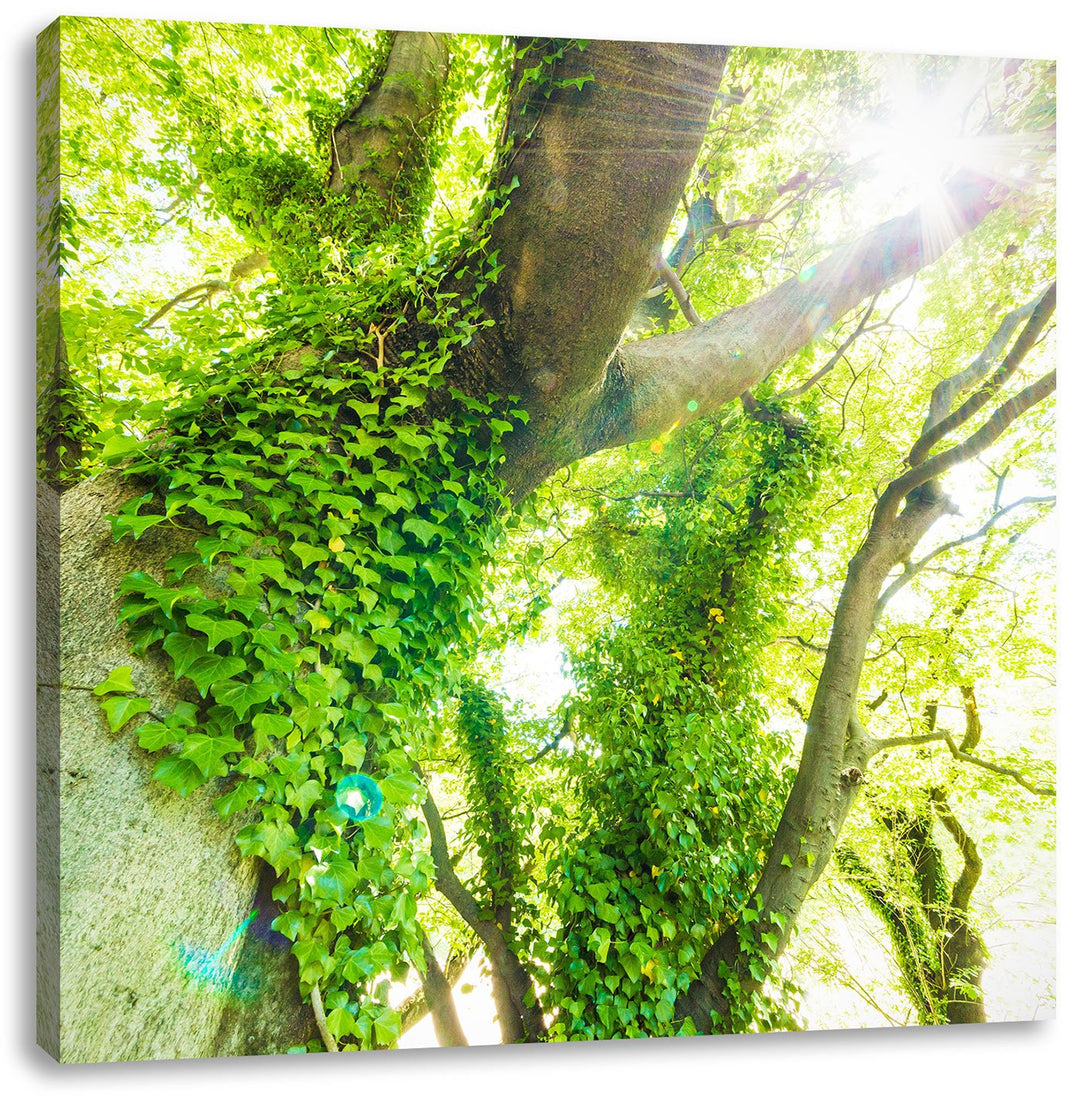 Pixxprint Baum im Sonnenlicht als Leinwandbild Quadratisch/Grösse: 70x70 / Wandbild/Kunstdruck/ferti