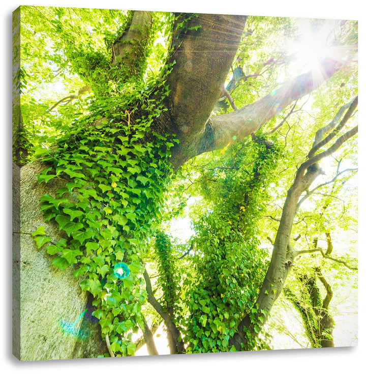 Pixxprint Baum im Sonnenlicht als Leinwandbild Quadratisch/Grösse: 70x70 / Wandbild/Kunstdruck/ferti