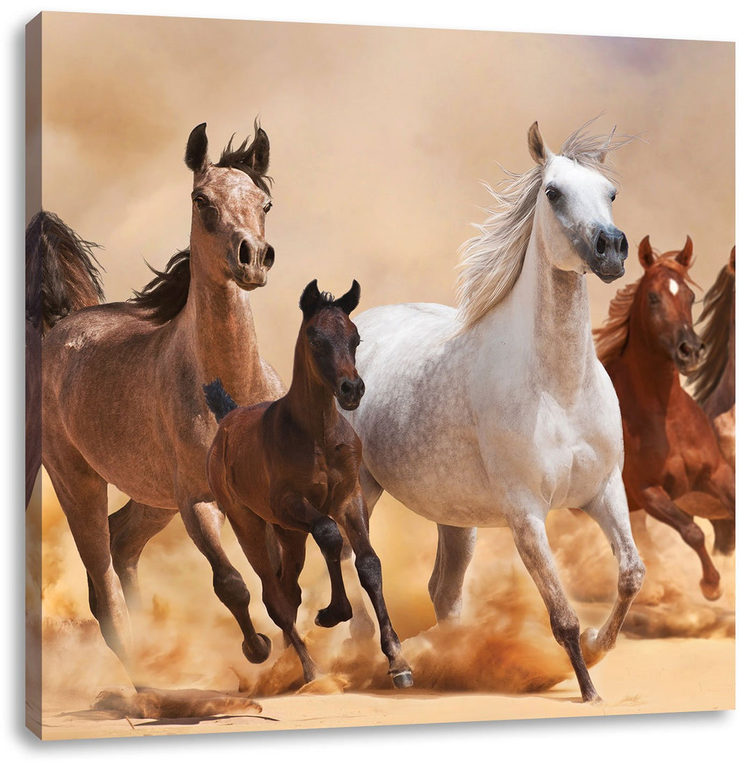 Pixxprint Western Pferde mit Fohlen als Leinwandbild/Grösse: 70x70 cm/Wandbild/Kunstdruck/fertig bes