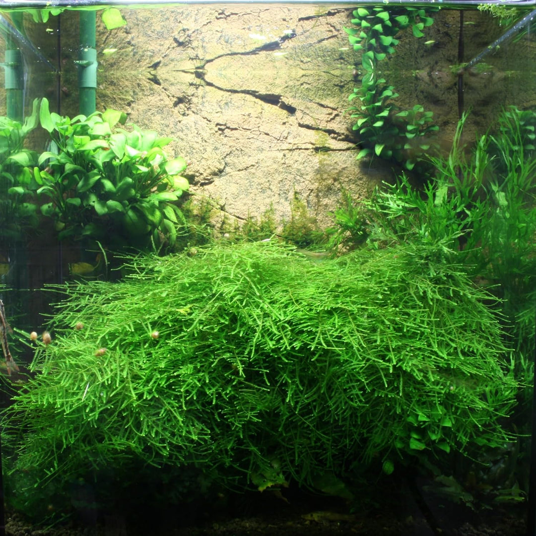 Collar Aquarium 5 l - Weissglas - Nano-Aquarium mit ultra-transparentem Glas - mit Abdeckscheibe und