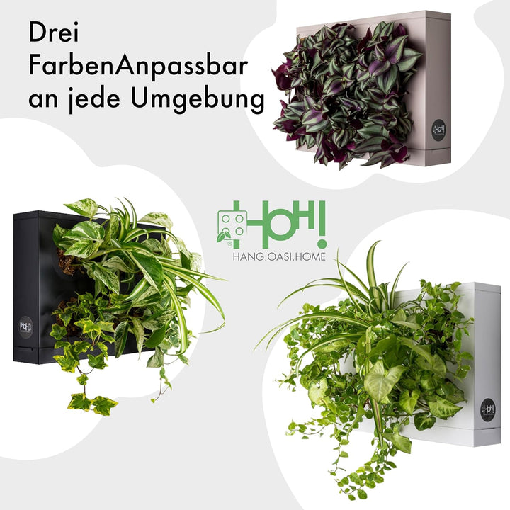 Ortisgreen Hang Oasi Home Indoor Vertikaler Garten mit Costa Farms Live House Plant Collection Verti