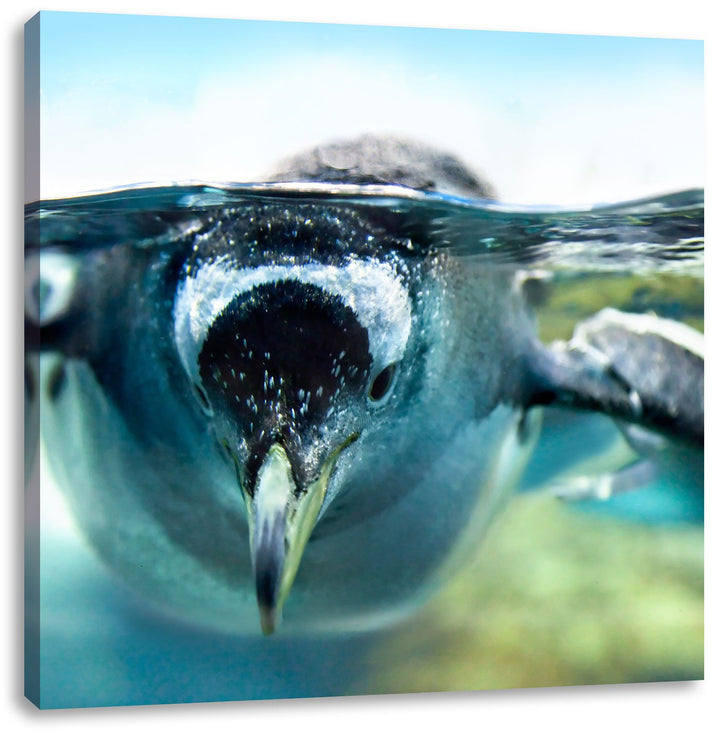 Pinguin im Wasser, Format: 70x70 auf Leinwand, XXL riesige Bilder fertig gerahmt mit Keilrahmen, Kun
