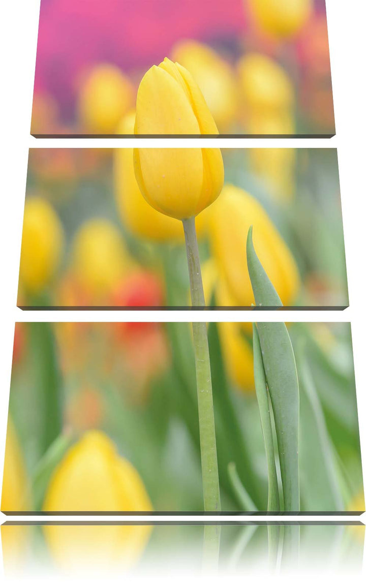 Pixxprint Gelbe Tulpen im Frühling als Leinwandbild/Grösse: 3 Teilig (120x80) cm/Wandbild/Kunstdruck