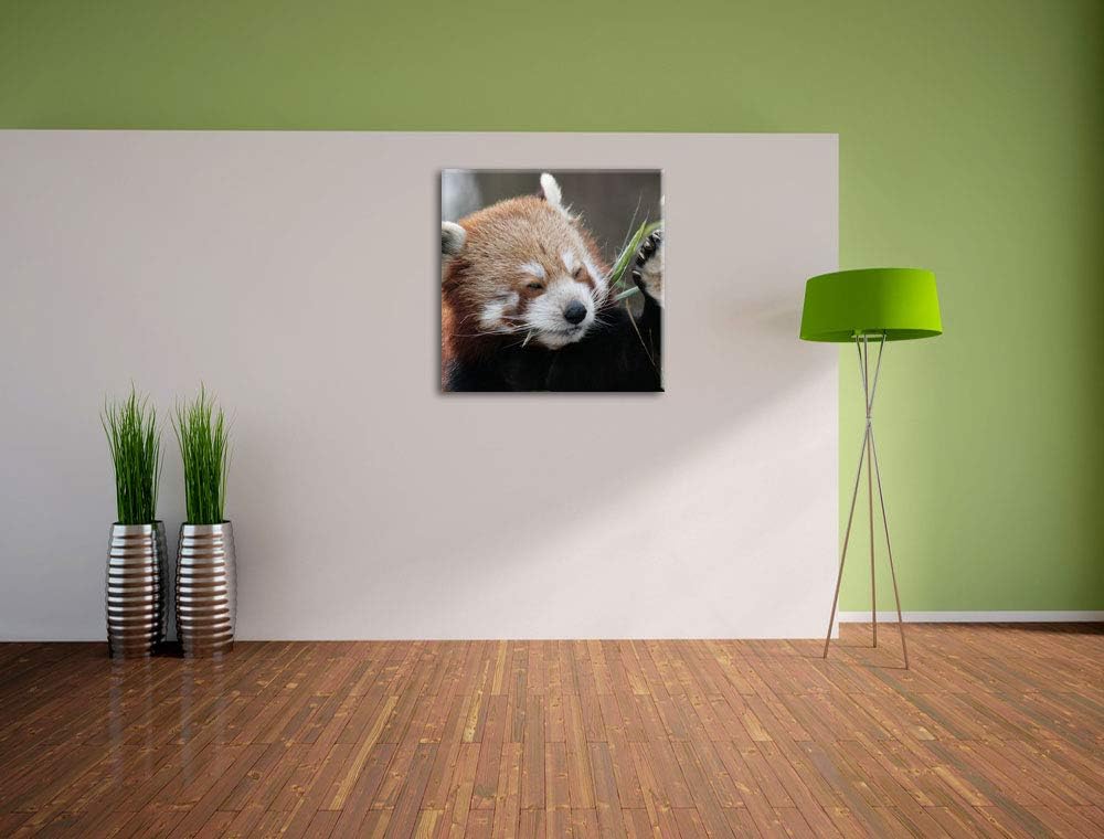 Kleiner Panda sagt Hallo, Format: 70x70 auf Leinwand, XXL riesige Bilder fertig gerahmt mit Keilrahm