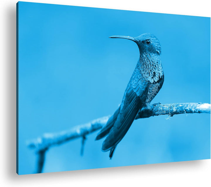 deyoli ruhig sitzender Kolibri Format 100x70 Effekt: Monocrome Blau als Leinwandbild, Motiv fertig g