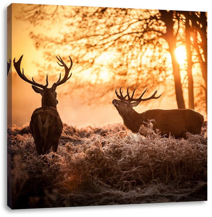 Hirsch Rivalen kämpfen, Format: 70x70 auf Leinwand, XXL riesige Bilder fertig gerahmt mit Keilrahmen