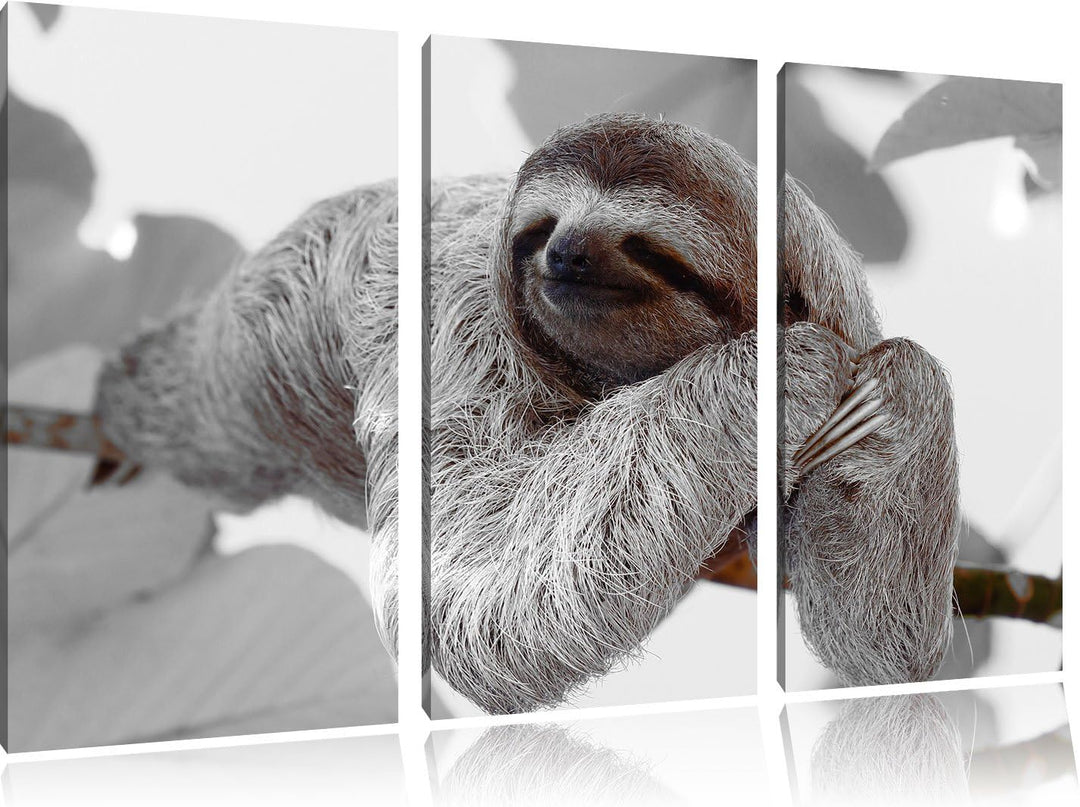 Pixxprint schönes Faultier hängt von AST als Leinwandbild/Grösse: 3 Teilig (120x80) / Wandbild/Kunst