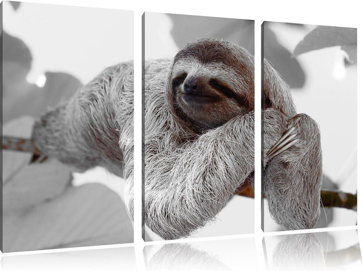 Pixxprint schönes Faultier hängt von AST als Leinwandbild/Grösse: 3 Teilig (120x80) / Wandbild/Kunst