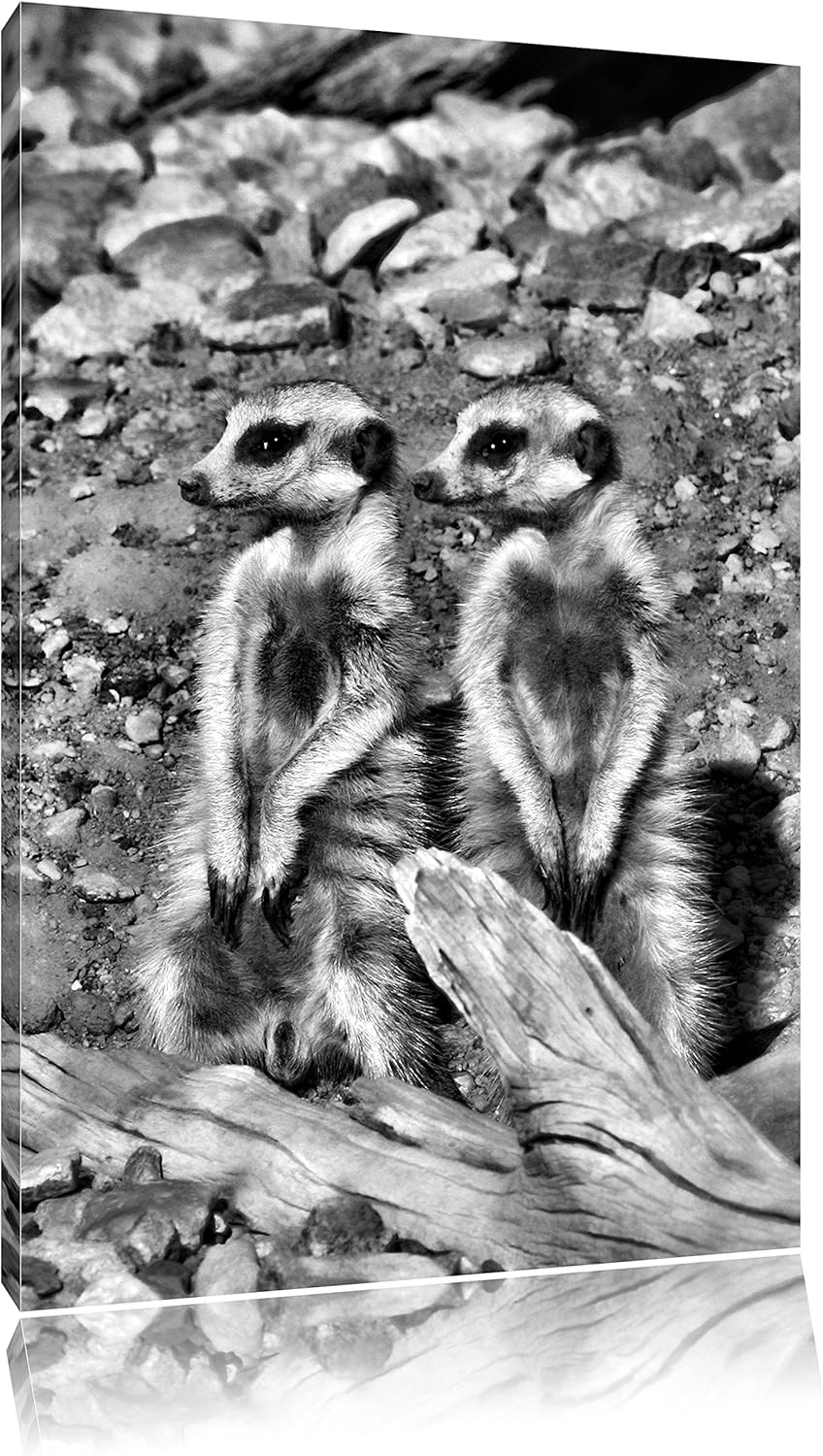 Pixxprint kleines Erdmännchen Rudel als Leinwandbild/Grösse: 100x70 / Wandbild/Kunstdruck/fertig bes