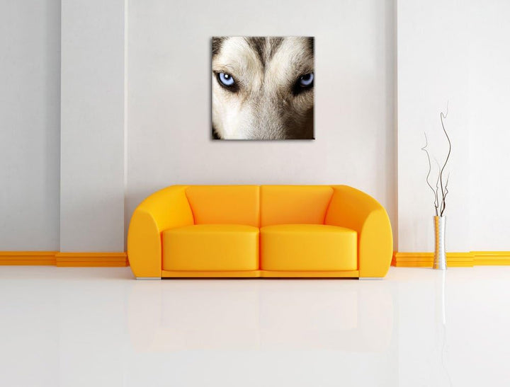 Husky eisblaue Augen, Format: 70x70 auf Leinwand, XXL riesige Bilder fertig gerahmt mit Keilrahmen,