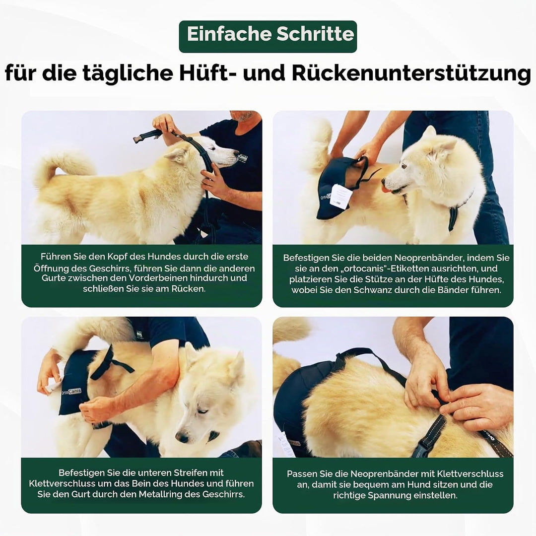 Ortocanis - Hüftorthese für Hunde - Hüftdysplasie, Hüftschmerzen oder Lokalisierten Arthrose - Stabi