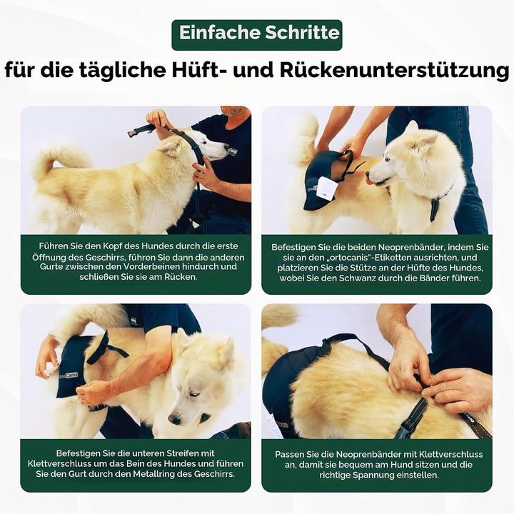 Ortocanis - Hüftorthese für Hunde - Hüftdysplasie, Hüftschmerzen oder Lokalisierten Arthrose - Stabi
