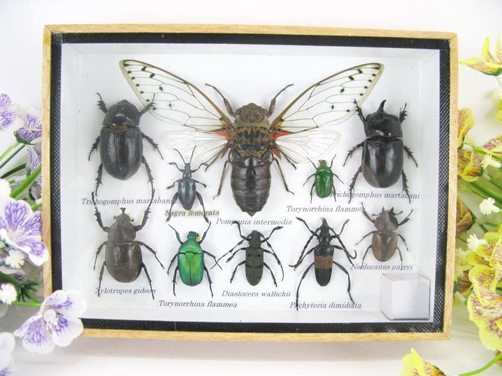 Echte exotische riesige Käfer, Insekten und Krabbler im 3D Schaukasten aus Holz - Insekten - Taxider