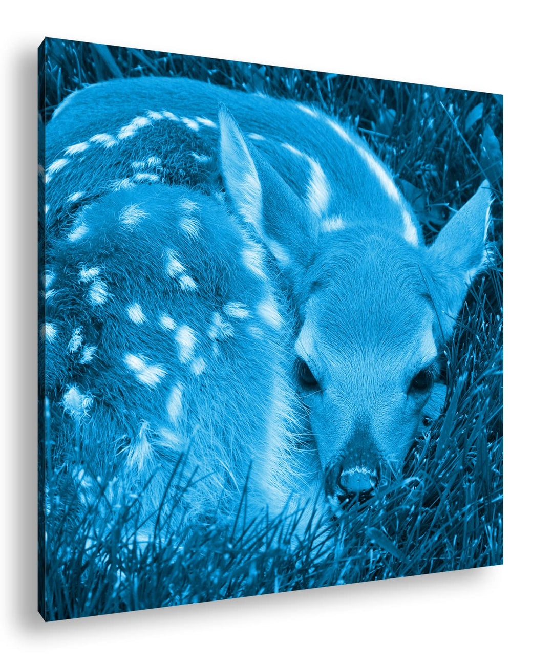 deyoli goldiges Rehkitz im hohen Gras Format: 70x70 Effekt: Monocrome Blau als Leinwandbild, Motiv f