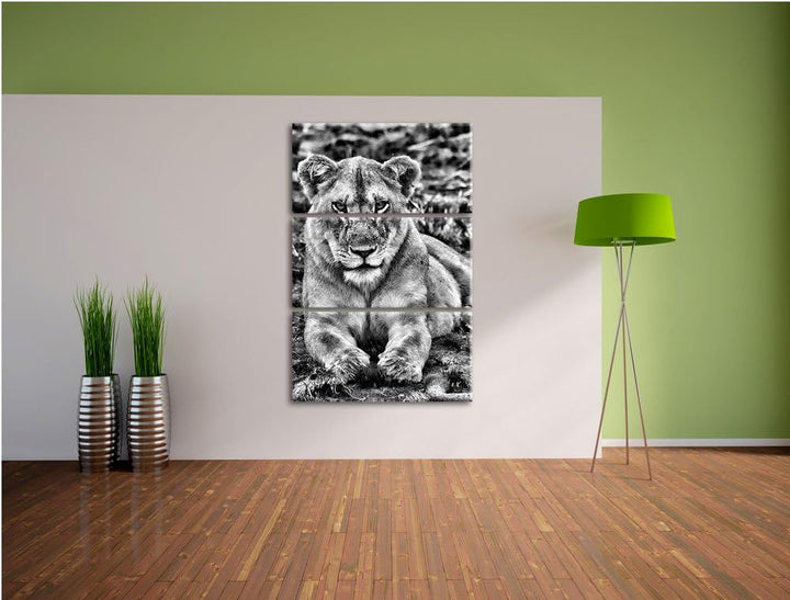 Pixxprint Monocrome, Löwin ruht auf Boden 3-Teiler Leinwandbild 120x80 Bild auf Leinwand