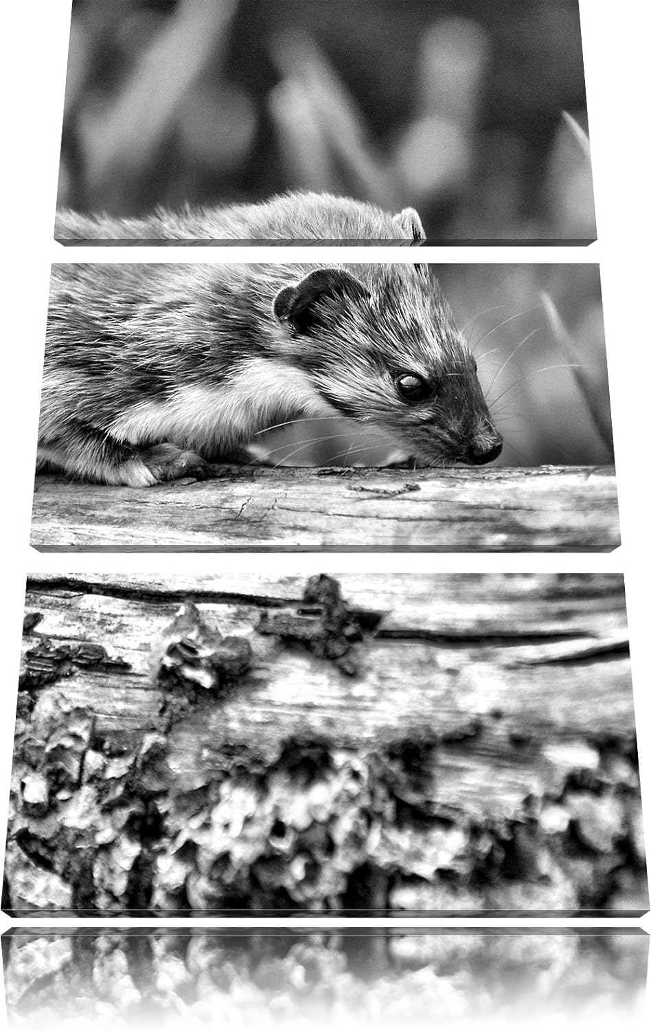 Pixxprint Frettchen auf Baumstamm als Leinwandbild/Grösse: 3 Teilig (120x80) / Wandbild/Kunstdruck/f