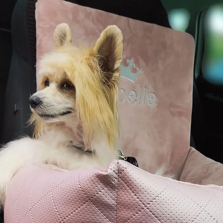 Luxuriös Hunde Auto Sitz | Autositz für Hunde, Rückbank, Vordersitz | Universal Waschbar Hundeautosi
