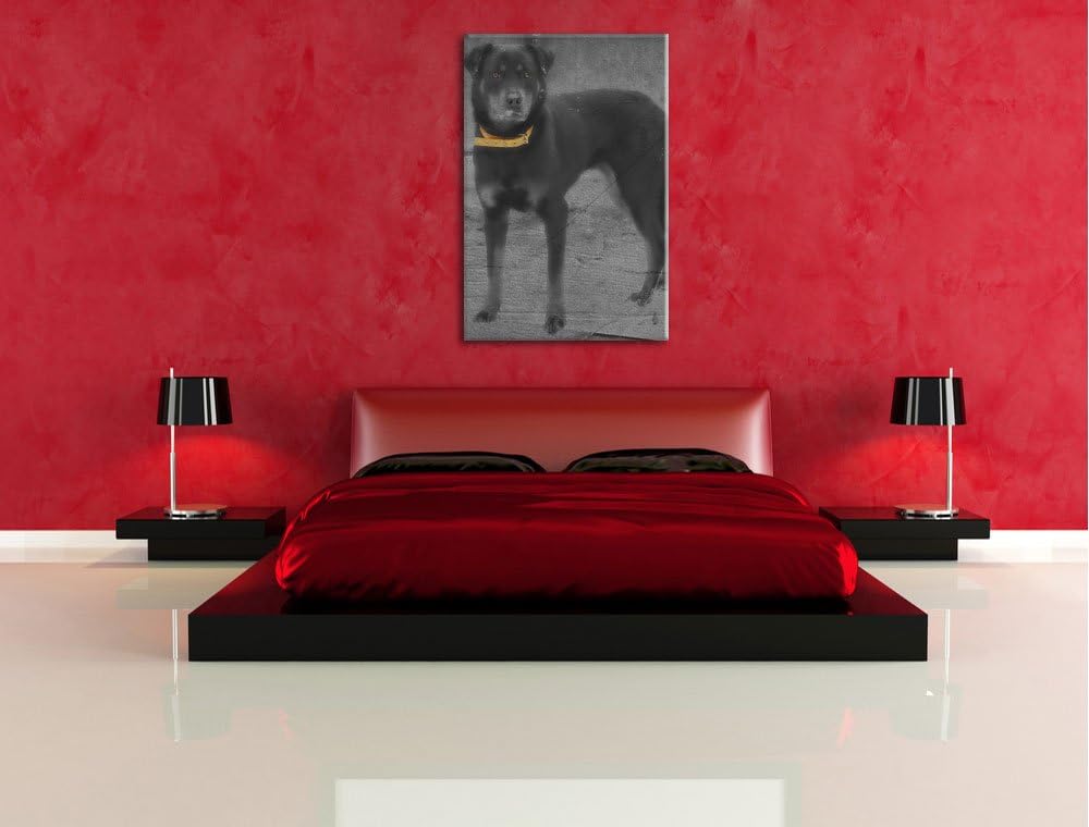 prächtiger grosser Rottweiler schwarz/weiss auf Leinwand, XXL riesige Bilder fertig gerahmt mit Keil