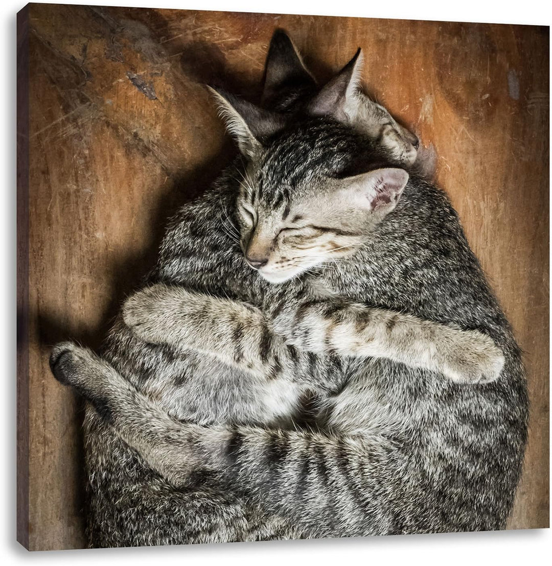 Kuschelnde Katzen, Format: 70x70 auf Leinwand, XXL riesige Bilder fertig gerahmt mit Keilrahmen, Kun