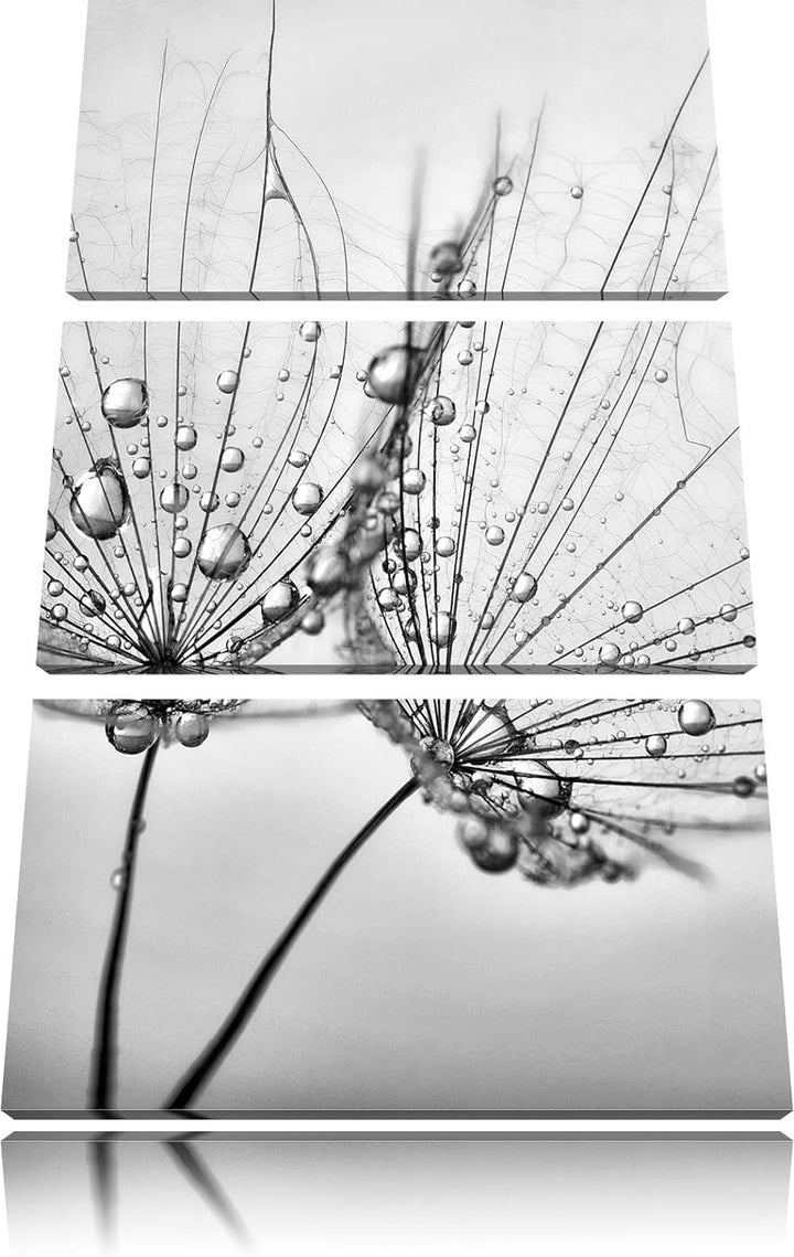 Pixxprint Monocrome, Pusteblumen mit Tautropfen 3-Teiler Leinwandbild 120x80 Bild auf Leinwand