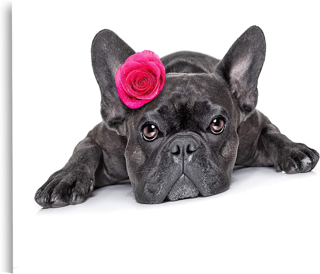 islandburner Bild auf Leinwand Französische Bulldogge Rose Bilder Wandbilder Poster, 80L x 40B cm