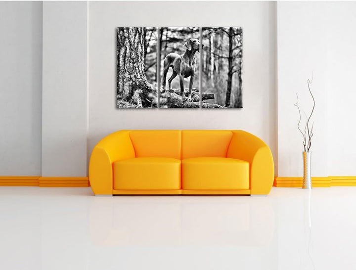 Pixxprint Edler Weimaraner im Wald als Leinwandbild/Grösse: 3 Teilig (120x80) / Wandbild/Kunstdruck/