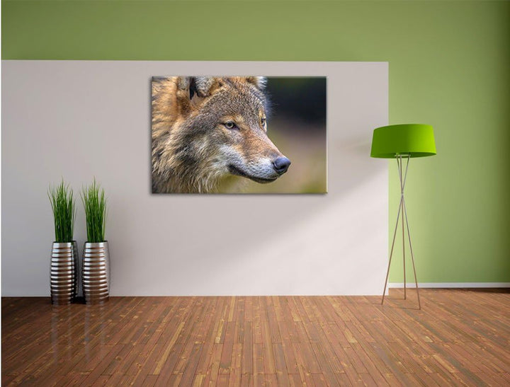Pixxprint Porträt des europäischen Wolfes als Leinwandbild/Grösse: 100x70 cm/Wandbild/Kunstdruck/fer