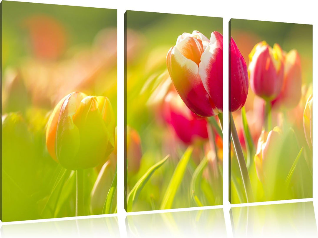 Pixxprint Blühende rote Tulpen als Leinwandbild/Grösse: 3 Teilig (120x80) / Wandbild/Kunstdruck/fert