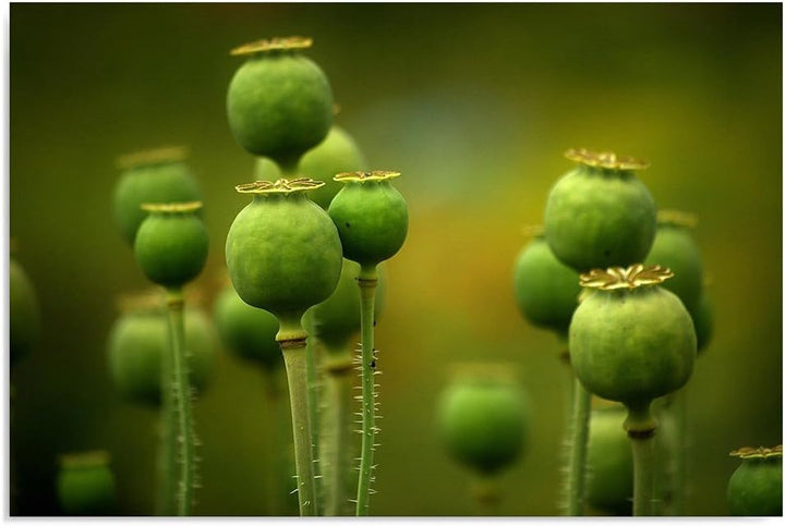 Feeby. Wandbilder - 1 Teilig- 60x80 cm - Bilder Kunstdrucke Deko Panel, MOHN, NATUR, GRÜN, 60x80 cm