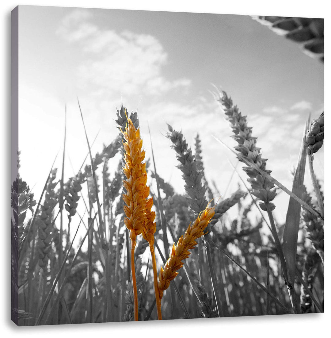 Pixxprint schönes Getreide als Leinwandbild/Grösse: 70x70 cm/Wandbild/Kunstdruck/fertig bespannt, 70
