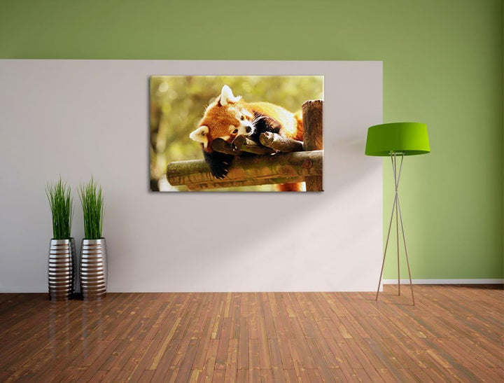 Kleiner Panda träumt Format: 100x70 auf Leinwand, XXL riesige Bilder fertig gerahmt mit Keilrahmen,