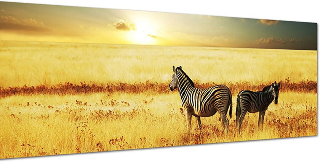 Paul Sinus Art Panoramabild auf Leinwand und Keilrahmen 150x50cm Afrika Zebras Wiese Sonnenuntergang