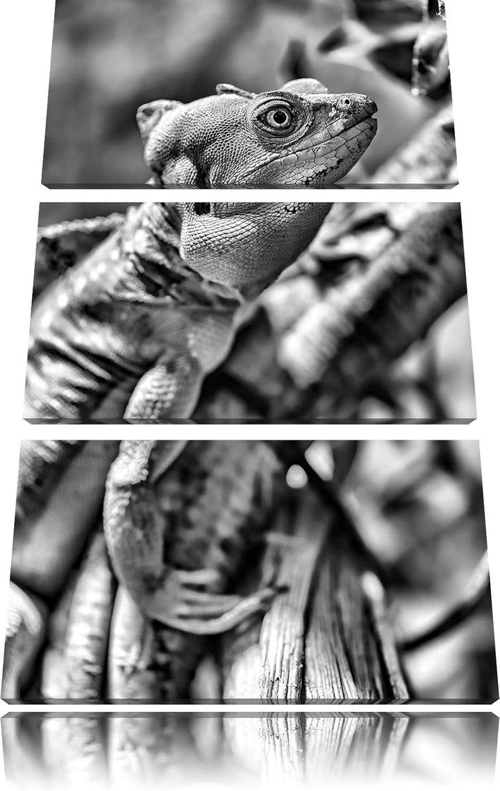 Pixxprint grünes Chamäleon als Leinwandbild/Grösse: 3 Teilig (120x80) cm/Wandbild/Kunstdruck/fertig