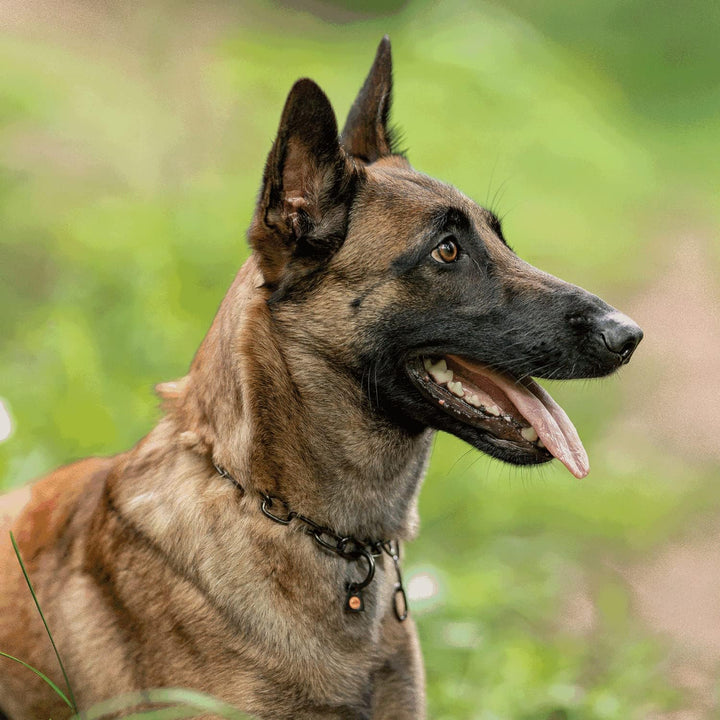 Sprenger Hundehalskette mit Sprenger Haken aus Edelstahl rostfrei 3 mm I Grösse individuell einstell