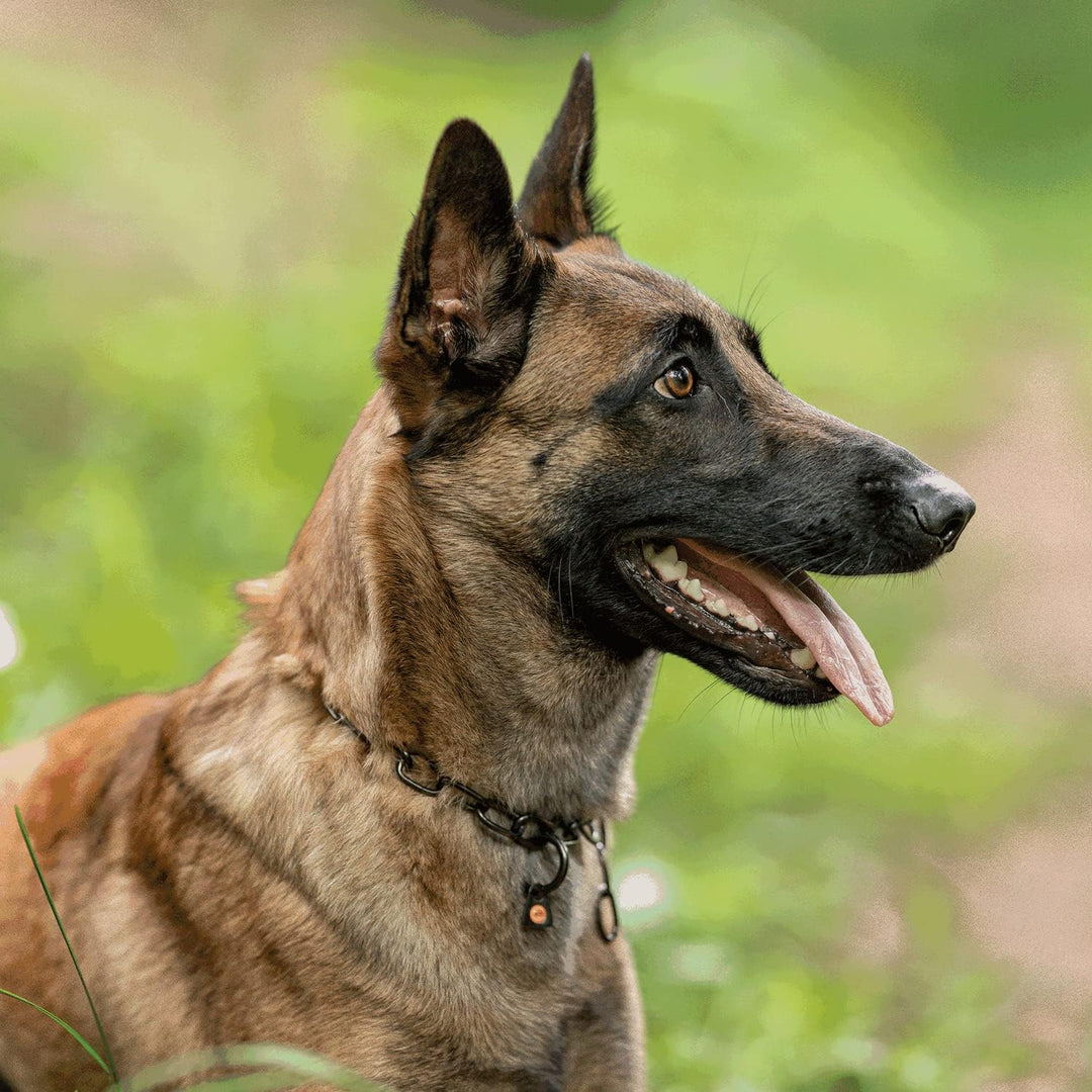 Sprenger Hundehalskette mit Sprenger Haken aus Edelstahl rostfrei 3 mm I Grösse individuell einstell