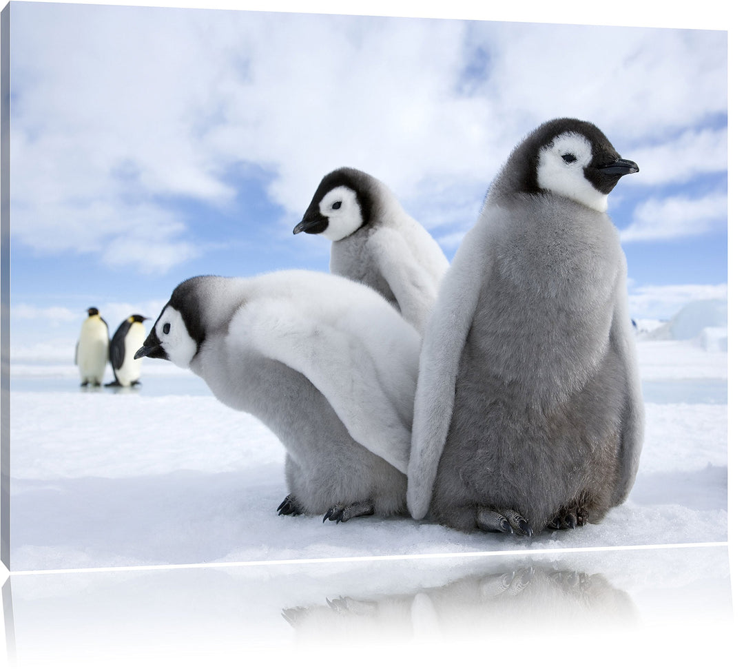 Pixxprint Kaiserpinguin Gruppe / 100x70cm Leinwandbild bespannt auf Holzrahmen/Wandbild Kunstdruck D