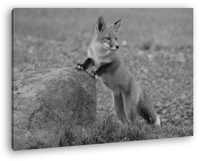deyoli Verspielter süsser Fuchs Effekt: Schwarz/Weiss Format: 80x60 als Leinwandbild, Motiv fertig g