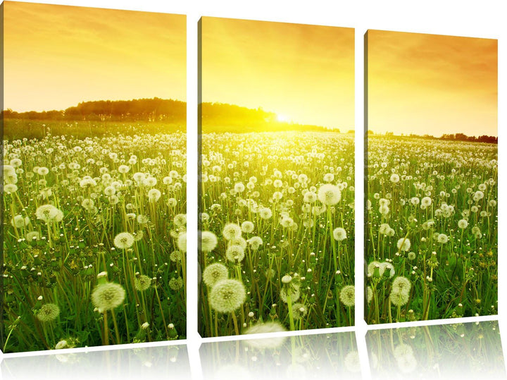 Pixxprint Pusteblumen Sonnenuntergang als Leinwandbild/Grösse: 3 Teilig (120x80) cm/Wandbild/Kunstdr