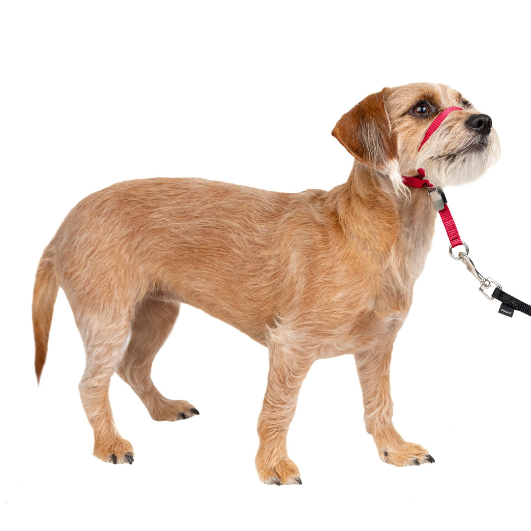 PetSafe Sanfter Führer Halsband mit Trainings-DVD Small rot, Small rot