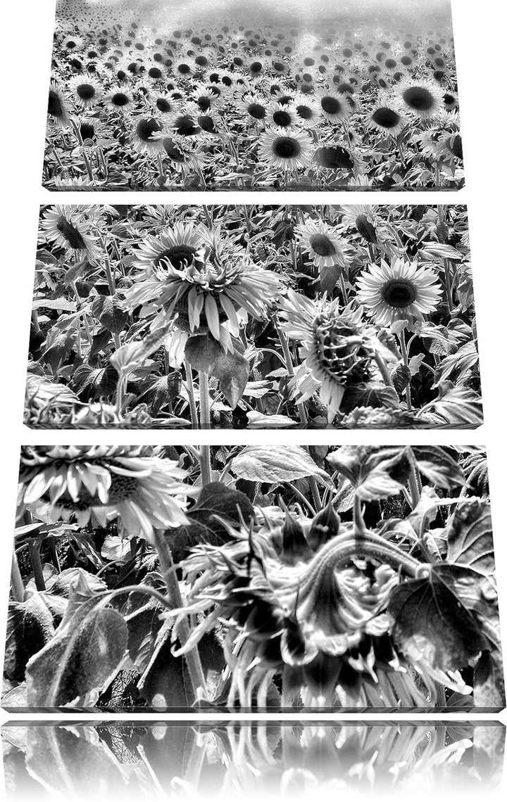 Pixxprint Sonnenblumenfeld als Leinwandbild/Grösse: 3 Teilig (120x80) cm/Wandbild/Kunstdruck/fertig