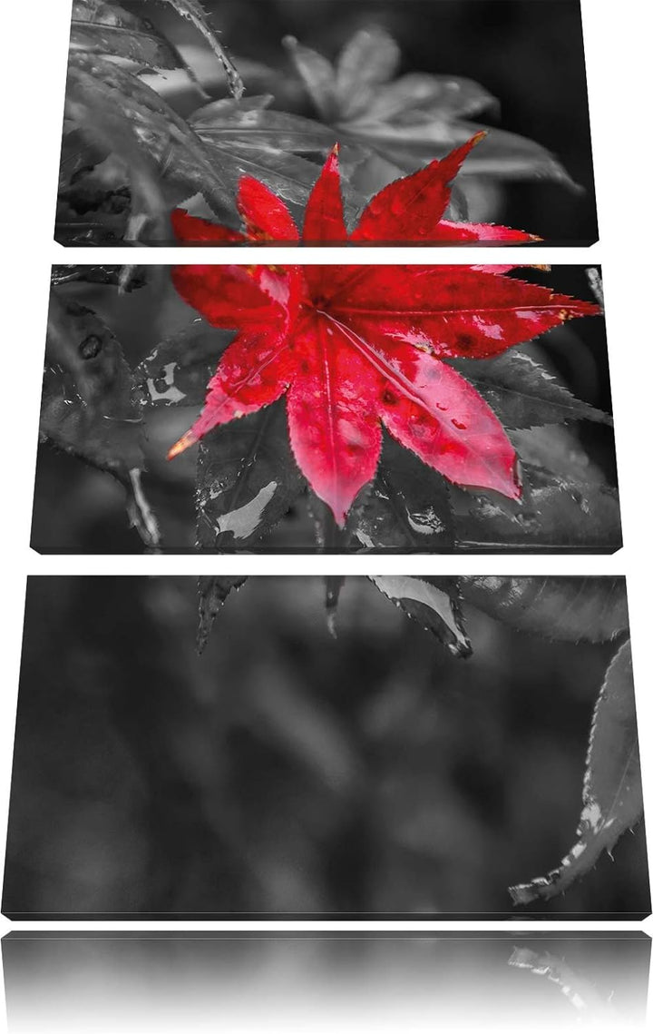 Pixxprint Herbstliches rotes Ahornblatt als Leinwandbild/Grösse: 3 Teilig (120x80) cm/Wandbild/Kunst