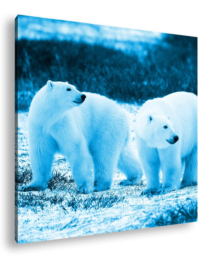 deyoli Eindrucksvolle Eisbären Format: 70x70 Effekt: Zeichnung als Leinwandbild, Motiv auf Echtholzr