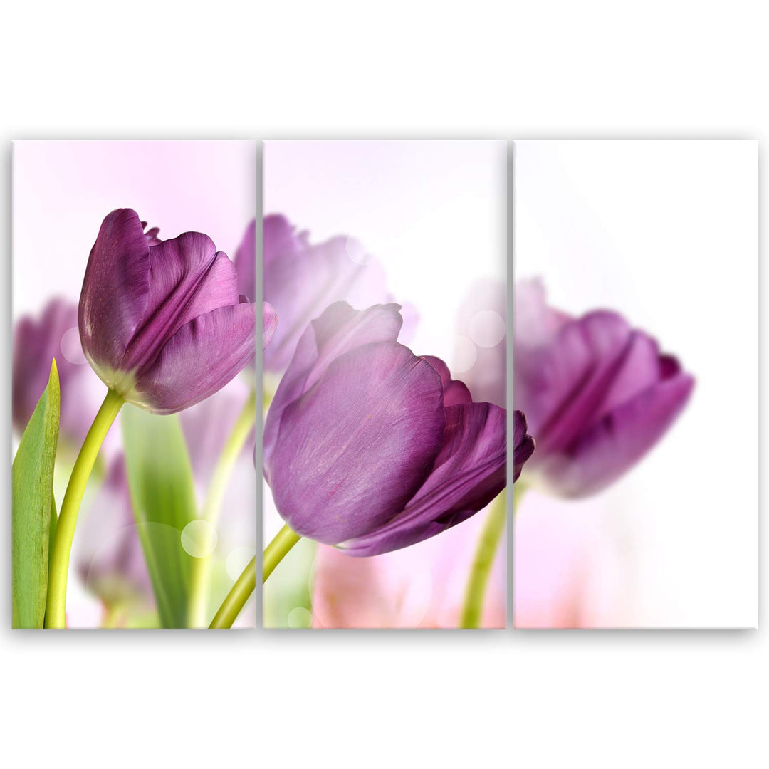 ge Bildet Bild auf Leinwand | Tulpe - Blumen Violett Natur E in 90x60 cm mehrteilig als Wandbild | W