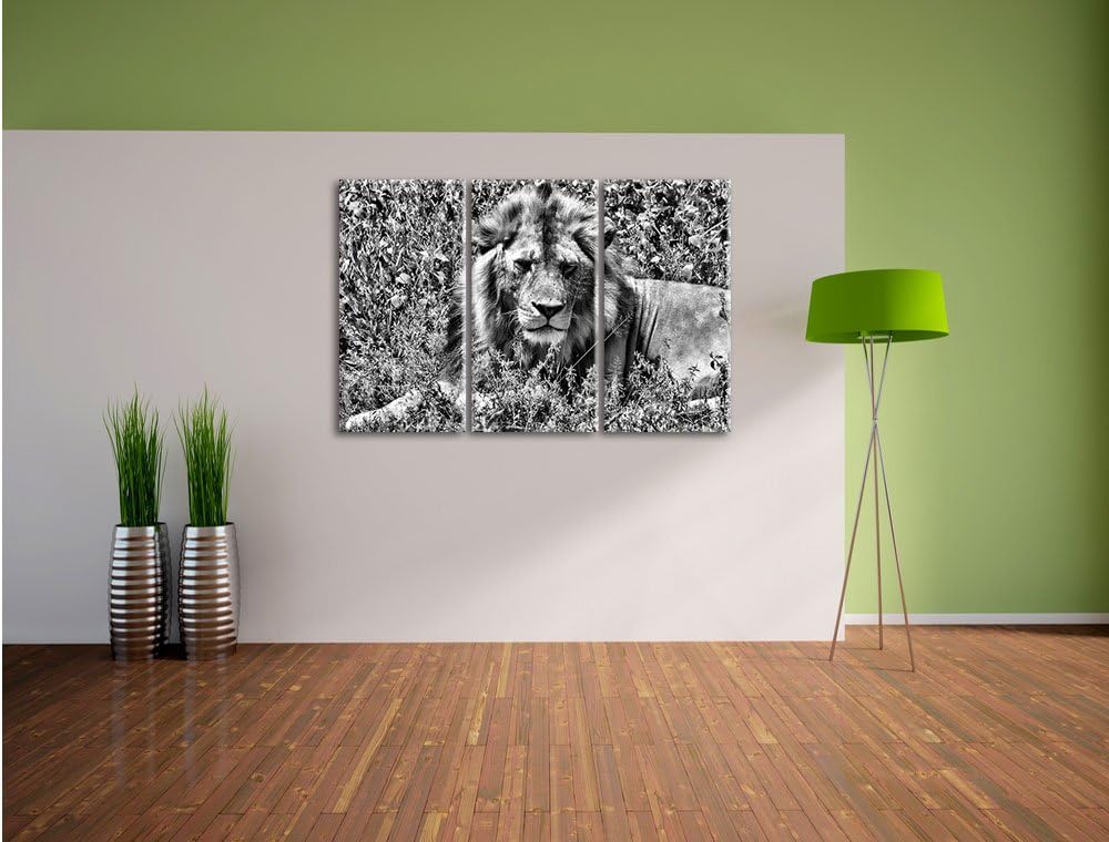 Pixxprint müder Löwe ruht im Gras als Leinwandbild/Grösse: 3 Teilig (120x80) cm/Wandbild/Kunstdruck/
