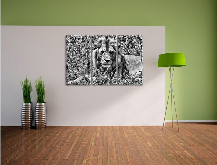 Pixxprint müder Löwe ruht im Gras als Leinwandbild/Grösse: 3 Teilig (120x80) cm/Wandbild/Kunstdruck/