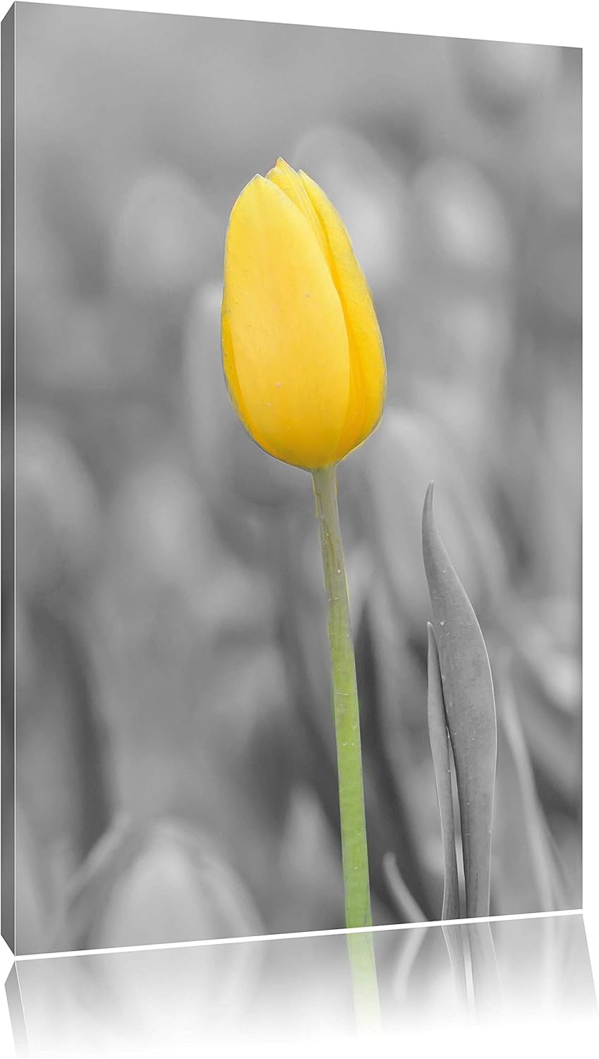 Pixxprint Gelbes Tulpenmeer schwarz/weiss als Leinwandbild/Grösse: 120x80 cm/Wandbild/Kunstdruck/fer