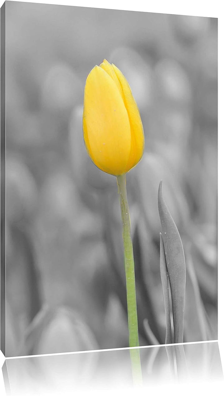 Pixxprint Gelbes Tulpenmeer schwarz/weiss als Leinwandbild/Grösse: 120x80 cm/Wandbild/Kunstdruck/fer