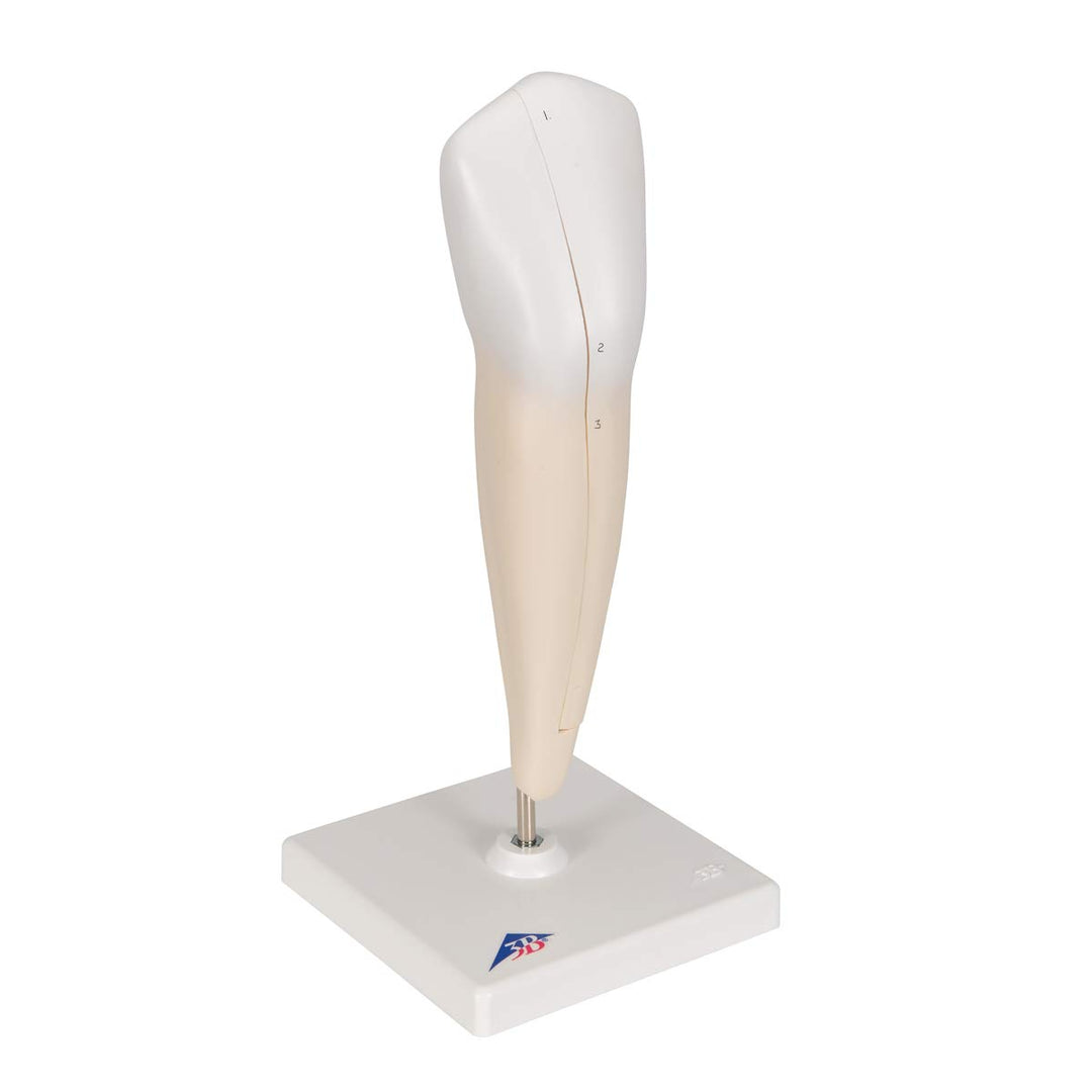 3B Scientific Menschliche Anatomie - Unterer Eckzahn, 2-teilig + kostenlose Anatomie App - 3B Smart